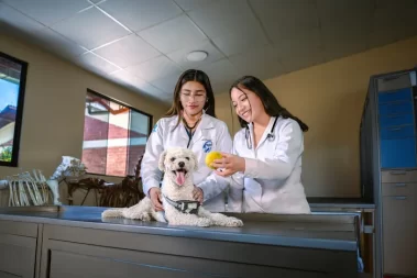 Medicina Veterinaria y Zootecnia UPLA