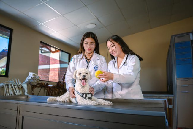 10 (1) (1) Futuros veterinarios comprometidos con el bienestar animal.