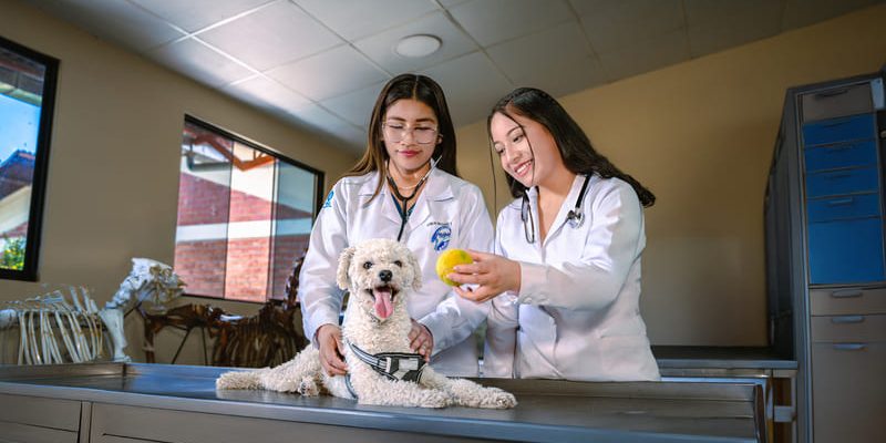10 (1) (1) Futuros veterinarios comprometidos con el bienestar animal.